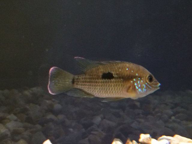 IMG_4196.JPG IMG_4196.JPG