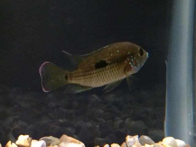 IMG_4197.JPG IMG_4197.JPG