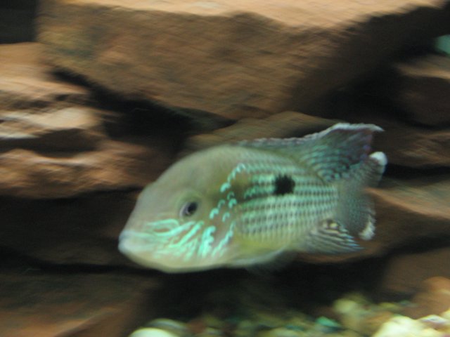 STC_1603.JPG STC_1603.JPG