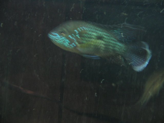 STF_1606.JPG STF_1606.JPG