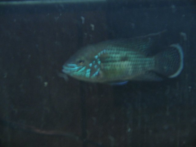 STF_1624.JPG STF_1624.JPG