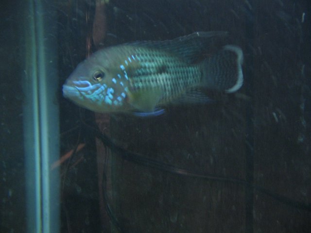 STH_1626.JPG STH_1626.JPG