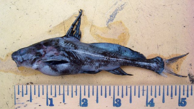 Black lancer, last one, dead.JPG Black lancer, last one, dead.JPG