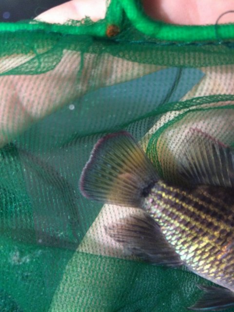 IMG_4223.JPG IMG_4223.JPG