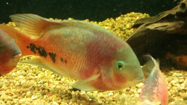 20161111_114242.jpg 20161111_114242.jpg