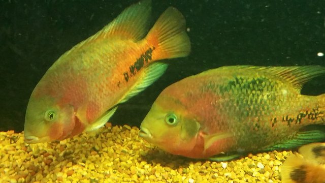 20161111_114647.jpg 20161111_114647.jpg