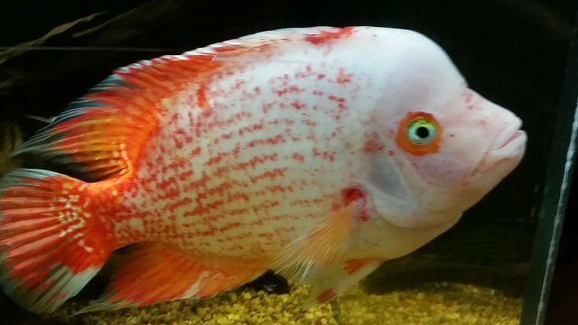 20161111_114532.jpg 20161111_114532.jpg