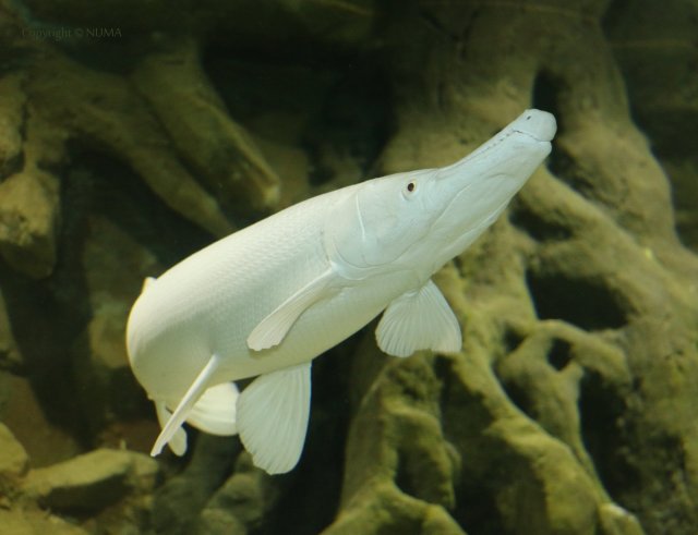 alligator-gar-80cm.JPG