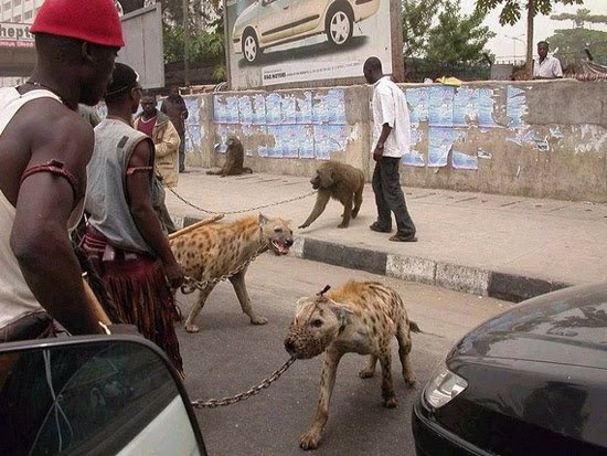 africanpet.jpg