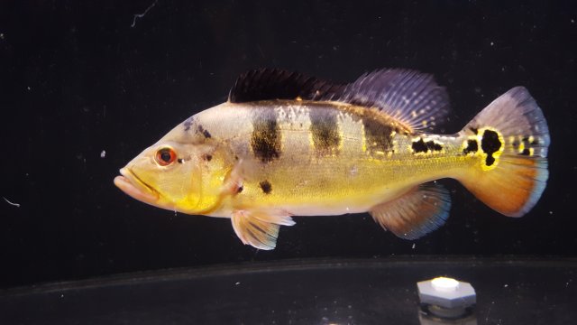 20161115_204216.jpg 20161115_204216.jpg