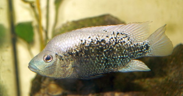 Cichlid_.jpg