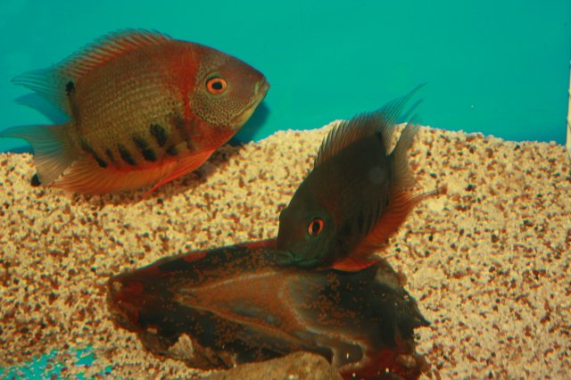 IMG_5574.JPG IMG_5574.JPG