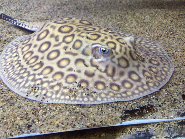 13516687_10154122587553046_8112384592770424911_n.jpg 13516687_10154122587553046_8112384592770424911_n.jpg