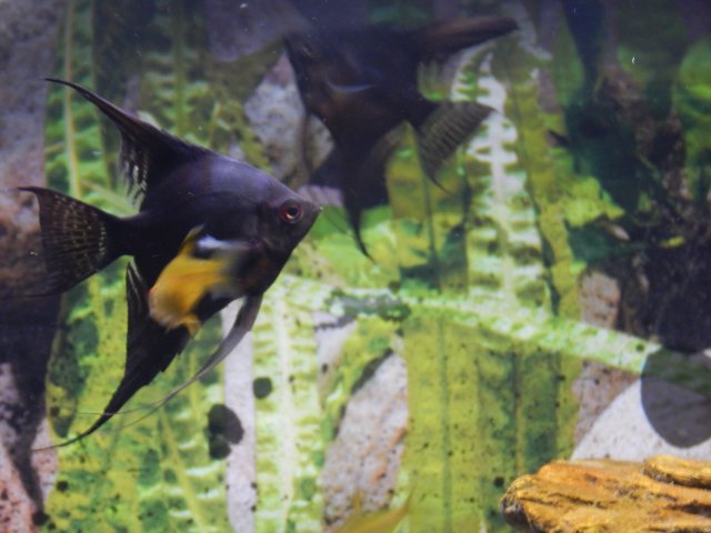 DSCN0613.JPG