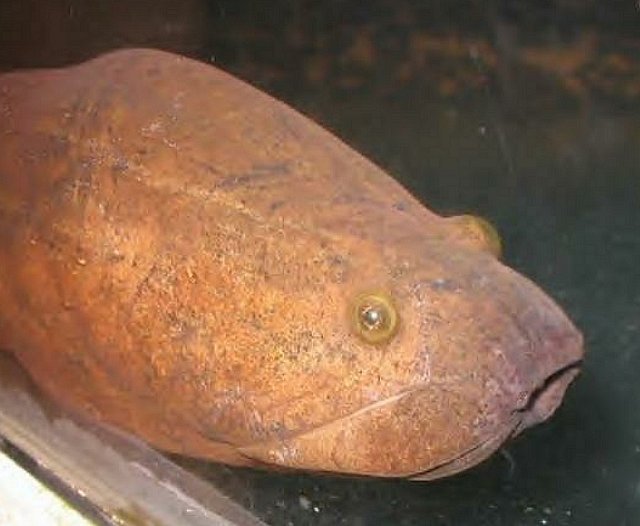 swamp eel head.jpg