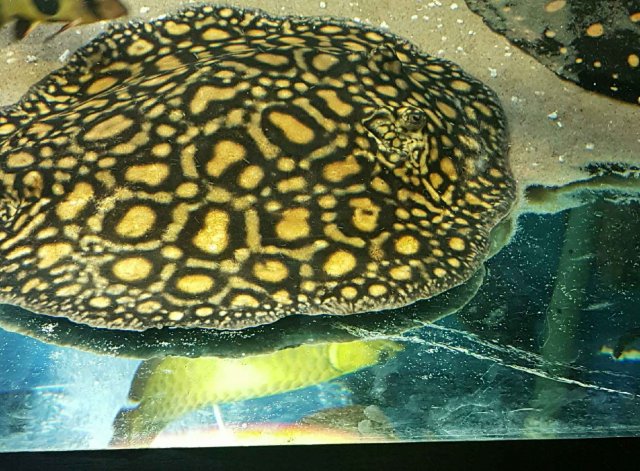 Potamotrygon boesemani