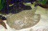 fish (6).JPG