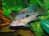 fish40.jpg