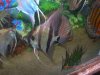 Angelsand Discus2007017.JPG