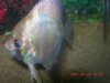 Angelsand Discus2007015.JPG