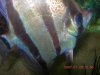Angelsand Discus2007016.JPG