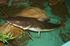 newer fish 069.jpg