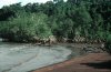 mangrove1.jpg