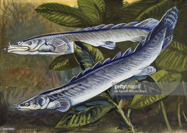 nile-bichir-polypteridae-drawing-picture-id504679523.jpg