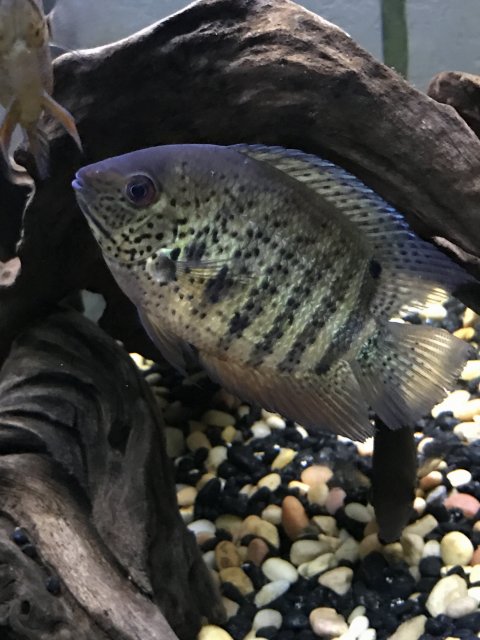 IMG_7116.JPG IMG_7116.JPG