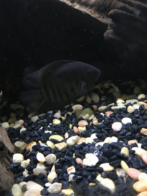 IMG_7126.JPG IMG_7126.JPG