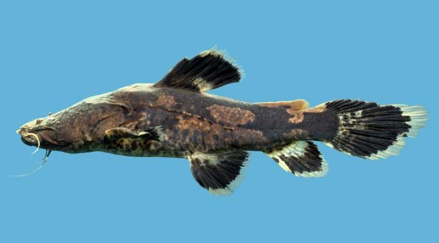 Cephalosilurus Albomarginatus jpg.jpg