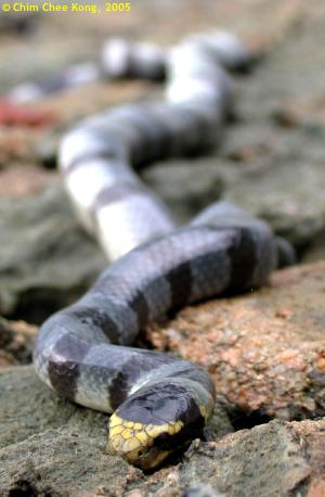 laticauda_colubrina-stjohnisland24jun2005[cck].jpg