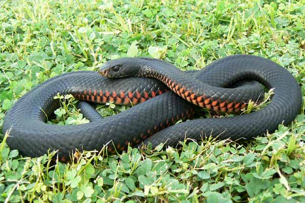 Red-Bellied-Black-Snake.jpg