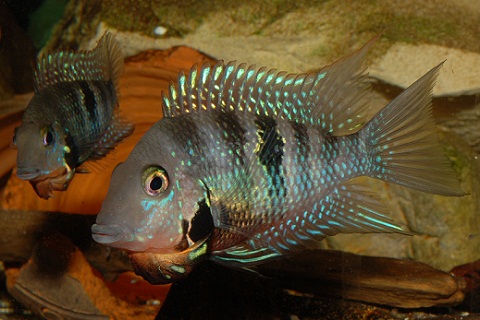 Thorichthys_meeki_RioMopan.jpg