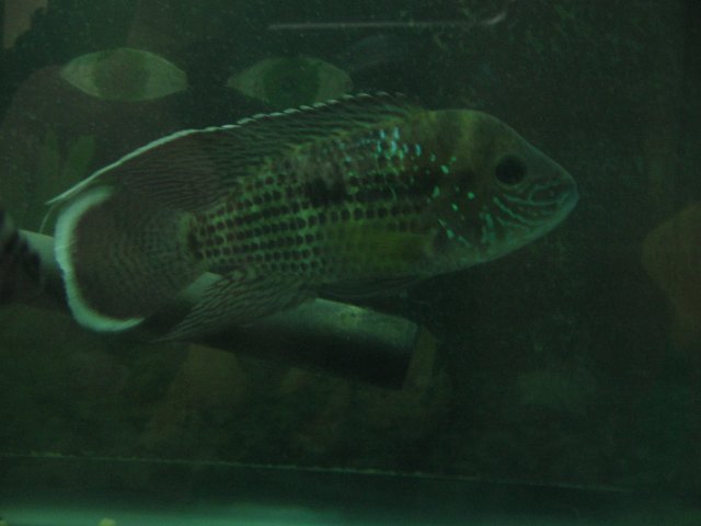 STI_2295.JPG