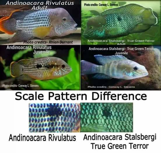 Stals - Riv.png Stals - Riv.png