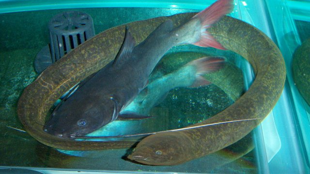 Eels, Synbranchus marmoratus and ARTC 3.JPG