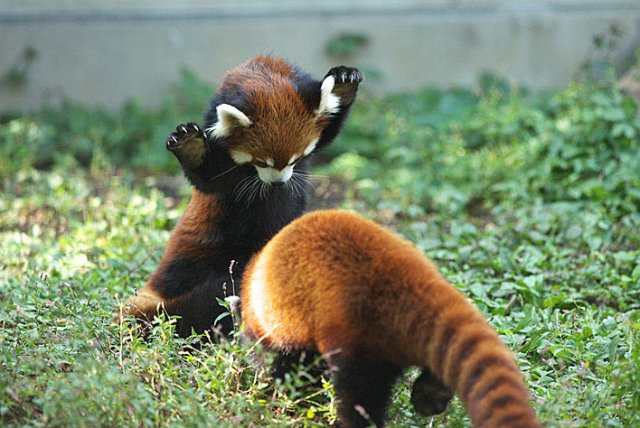 Red-Panda-7.jpg