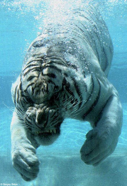 lighting-white-tiger-swimming.jpg