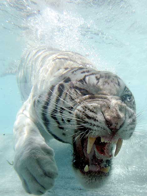 amazing-white-tiger-under-water6.jpg