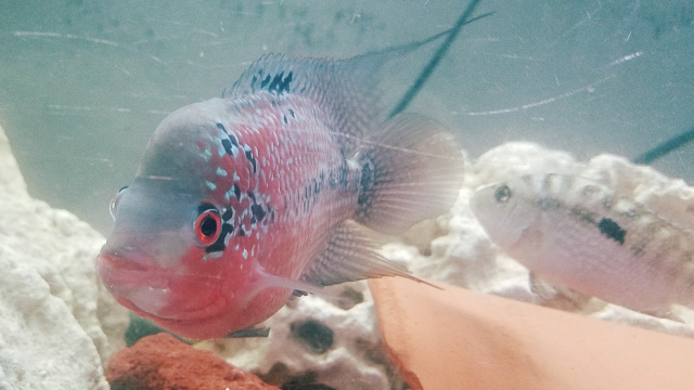 Screenshot_20161207-111130.png Screenshot_20161207-111130.png