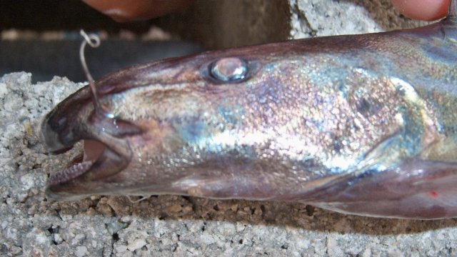 Brachie, Dora post mortum close-up.JPG Brachie, Dora post mortum close-up.JPG