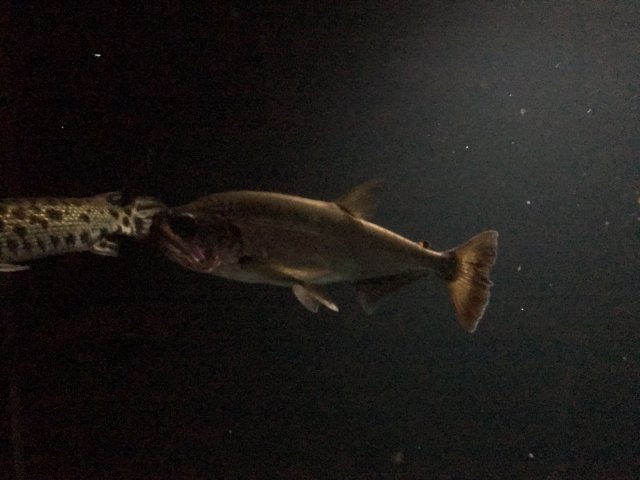 Arm 2.jpg