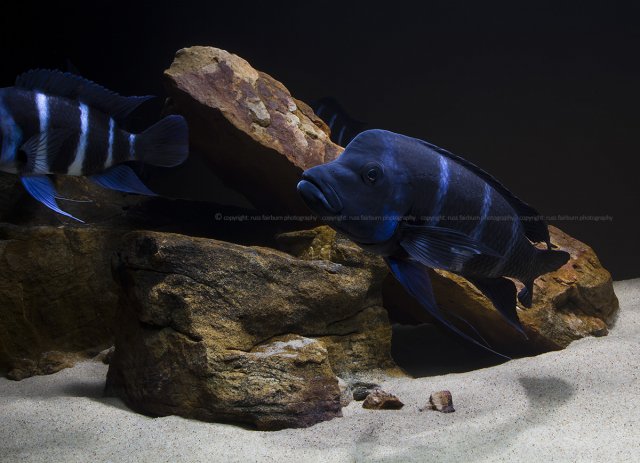 Front2.jpg Front2.jpg