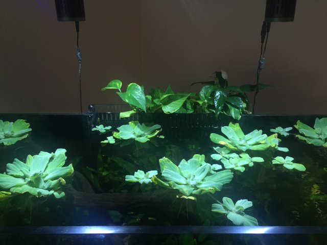 pothos.JPG