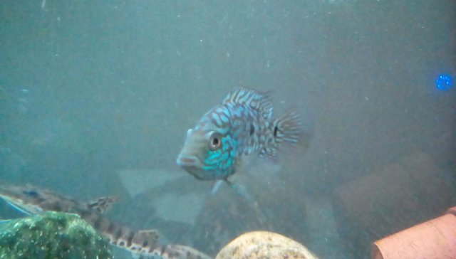 Electric Blue Texas Cichlid | MonsterFishKeepers.com