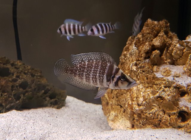 20161219_054123.jpg 20161219_054123.jpg