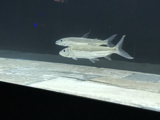 夏油杰百度百科