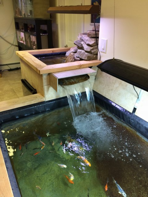 indoor koi fish tank