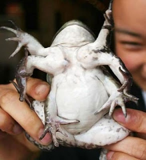 Rare Mutant Frog.jpg